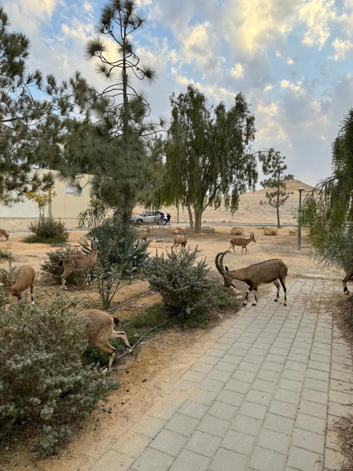 הבית המדברי Apartment Mitzpe Ramon Luaran gambar